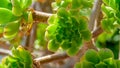 Crassulaceae succulent plant family, tree houseleek, Aeonium arboreum Royalty Free Stock Photo