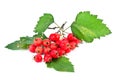 Crataegus aestivalis