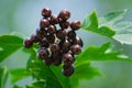 Crataegus almaatensis Royalty Free Stock Photo