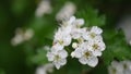 Crataegus, commonly called hawthorn, quickthorn, hornapple