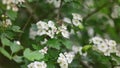 Crataegus, commonly called hawthorn, quickthorn, hornapple