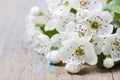 Crataegus commonly called hawthorn, thornapple Royalty Free Stock Photo