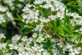 Crataegus flowers in May