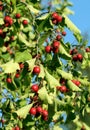 Crataegus, hawthorn, haw, big branch with green leaves Royalty Free Stock Photo