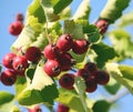 Crataegus, hawthorn, haw, branch with green leaves and bright red berries Royalty Free Stock Photo