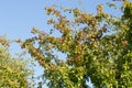 Crataegus ,hawthorn, quickthor red berries on branches on blue sky