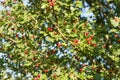 Crataegus ,hawthorn, quickthor red berries on branches on blue sky