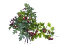 Crataegus hawthorn or quickthorn in a glass vessel on a white background