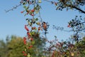 Crataegus , hawthorn, quickthorn red berries on branch Royalty Free Stock Photo