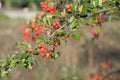 Crataegus , hawthorn, quickthorn red berries on branch