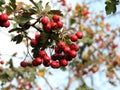 Crataegus hawthorn quickthorn thornapple May-tree whitethorn hawberry