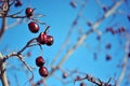 Crataegus hawthorn, quickthorn, thornapple, May tree, whitethorn, hawberry red ripe berries on branch without close up detail
