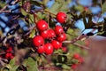 Crataegus hawthorn, quickthorn, thornapple, May tree, whitethorn, hawberry red ripe berries on branch with green leaves close up