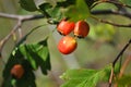 Crataegus hawthorn, quickthorn, thornapple, May tree, whitethorn, hawberry red ripe berries on branch with green leaves close up