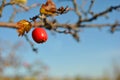 Crataegus hawthorn, quickthorn, thornapple, May tree, whitethorn, hawberry red ripe berry on branch Royalty Free Stock Photo