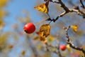 Crataegus hawthorn, quickthorn, thornapple, May tree, whitethorn, hawberry red ripe berry on branch with yellow leaves close up