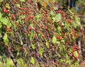 Crataegus, hawthorn, quickthorn, thornapple, May-tree, whitethorn, Mayflower