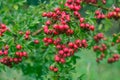 Crataegus hawthorn, thornapple, may-tree, whitethorn, or hawberry berries on twig