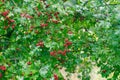 Crataegus hawthorn, thornapple, may-tree, whitethorn, or hawberry berries on twig