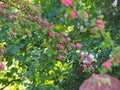 Crataegus - hawthorn, thornapple, May-tree, whitethorn, hawberry