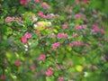 Crataegus - hawthorn, thornapple, May-tree, whitethorn, hawberry