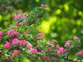 Crataegus - hawthorn, thornapple, May-tree, whitethorn, hawberry