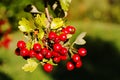 Crataegus Laevigata Royalty Free Stock Photo