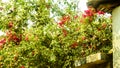 hawthorn on a tree in spring in bloom,.tree bush with flowers in spring.Selective blurred focus Royalty Free Stock Photo