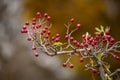 Crataegus monogyna - Arbusto y frutos del majuelo. Espino, frutos silvestres.