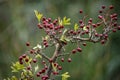 Crataegus monogyna - Arbusto y frutos del majuelo. Espino, frutos silvestres.