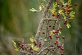 Crataegus monogyna - Arbusto y frutos del majuelo. Espino, frutos silvestres.