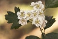 Crataegus monogyna common hawthorn waxy white flowers, light purple stamens and lobed leaves on natural green background