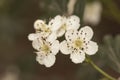 Crataegus monogyna common hawthorn waxy white flowers, light purple stamens and lobed leaves on natural green background