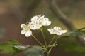 Crataegus monogyna common hawthorn waxy white flowers, light purple stamens and lobed leaves on natural green background