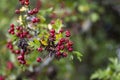 Crataegus monogyna common one-seed hawthorn hawberry with red ripened fruits on tree branches