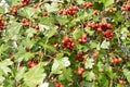 Crataegus monogyna, hawthorn, quickthorn, thornapple, whitethorn or hawberry