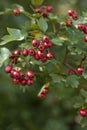 Crataegus monogyna Royalty Free Stock Photo