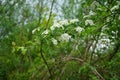 Crataegus monogyna, known as common hawthorn, oneseed hawthorn, or single-seeded hawthorn, is a species of flowering plant. Berlin Royalty Free Stock Photo