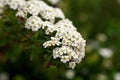 Crataegus monogyna quickthorn thornapple May-tree whitethorn or hawberry white flowers