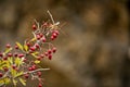 Crataegus monogyna - Shrub and hawthorn fruits. Hawthorn, wild fruits