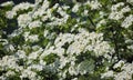 Crataegus Monogyna In Spring. White Inflorescences