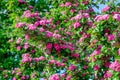 Crataegus Pauls Scarlet blooms Royalty Free Stock Photo