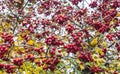 Crataegus pinnatifida bush with red berries on blue sky