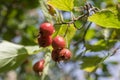 Crataegus pinnatifida, Chinese haw, Chinese hawthorn, Chinese hawberry with fruits