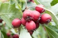 Crataegus pinnatifida, Chinese haw, Chinese hawthorn, Chinese hawberry with fruits Royalty Free Stock Photo