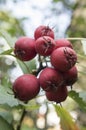 Crataegus pinnatifida, Chinese haw, Chinese hawthorn, Chinese hawberry with fruits