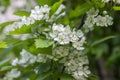 Crataegus pinnatifida chinese hawberry branch white blooming during spring