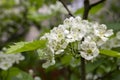 Crataegus pinnatifida chinese hawberry branch white blooming during spring