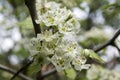 Crataegus pinnatifida Chinese hawberry branch white blooming during spring