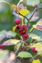 Crataegus pinnatifida, Chinese hawthorn hawberry with red ripened fruits